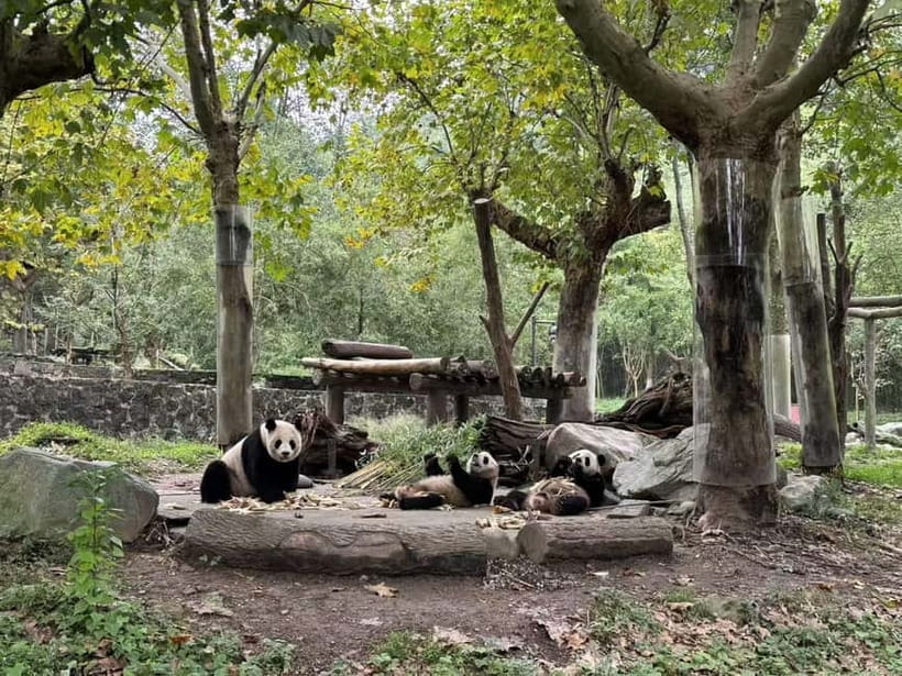 Private Half-Day Tour to Chengdu Panda Base - How Long It Takes, What’s Included, and What You’ll Miss