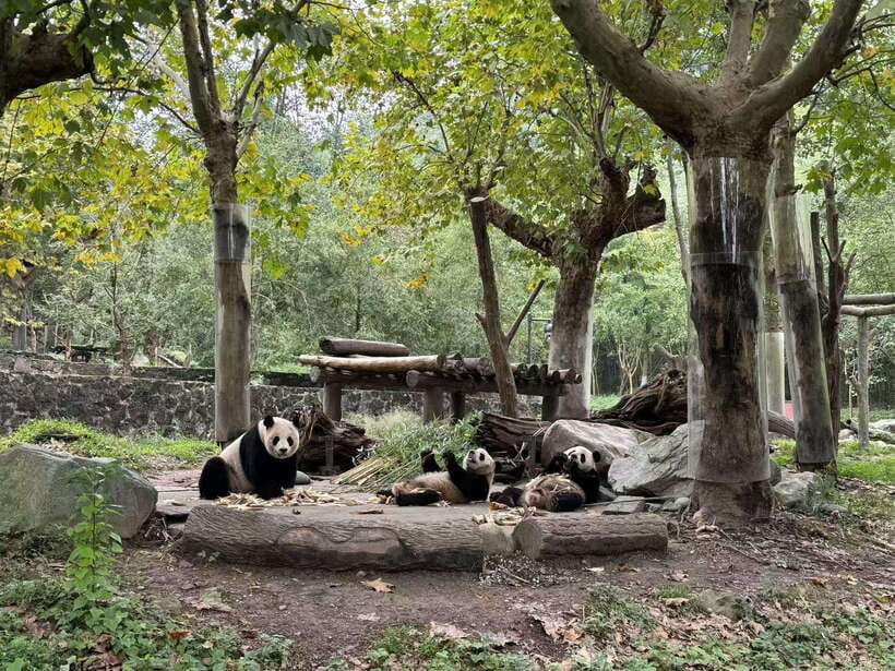 Private Half-Day Tour to Chengdu Panda Base - Who This Tour Fits Best