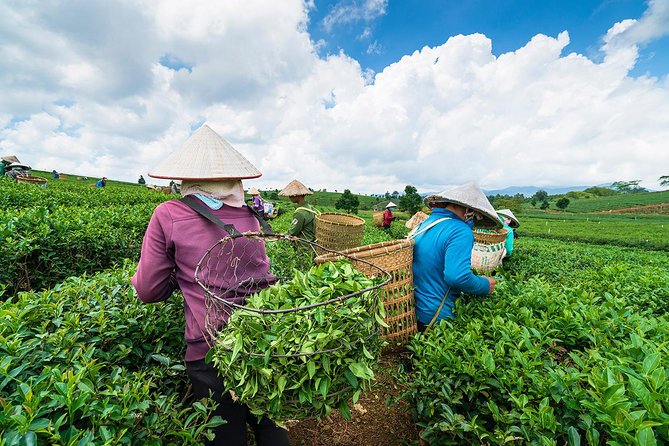 Private Hangzhou Day Tour to West Lake, Lingyin Temple, Tea Village, Old Pagoda - A Hangzhou Day That Fits Together (Without the Headaches)