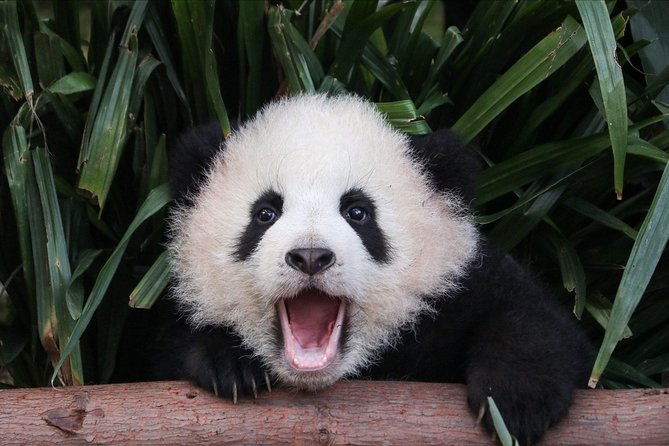 Private Panda Tour with Cooking Class One-day Trip - Key highlights worth your attention