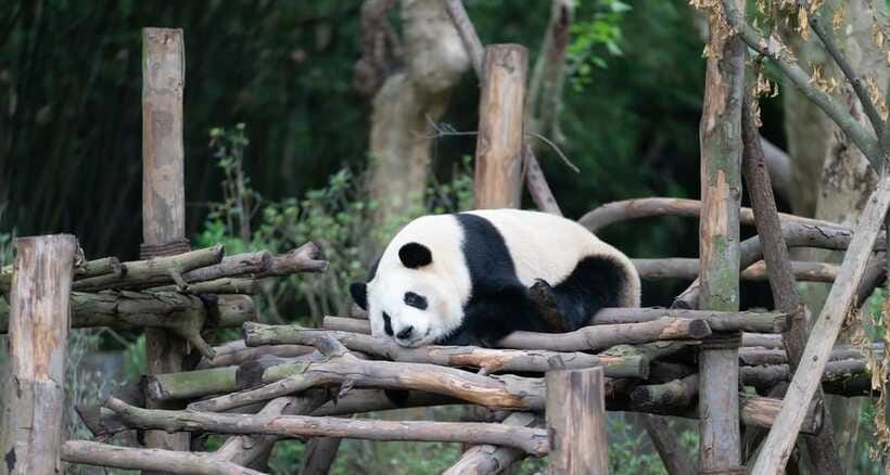 Private Tour: Discovering Pandas & the Majestic Giant Buddha - The private guide advantage: how names, pacing, and explanations change the trip