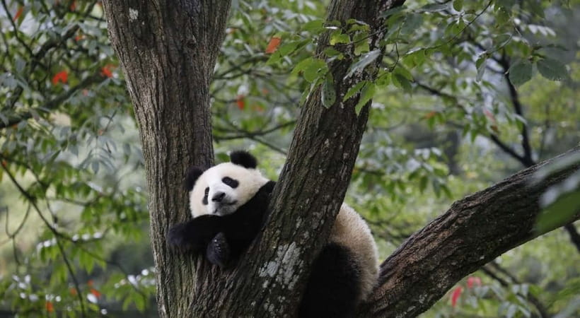 Private Tour: Discovering Pandas & the Majestic Giant Buddha - Who this tour is best for