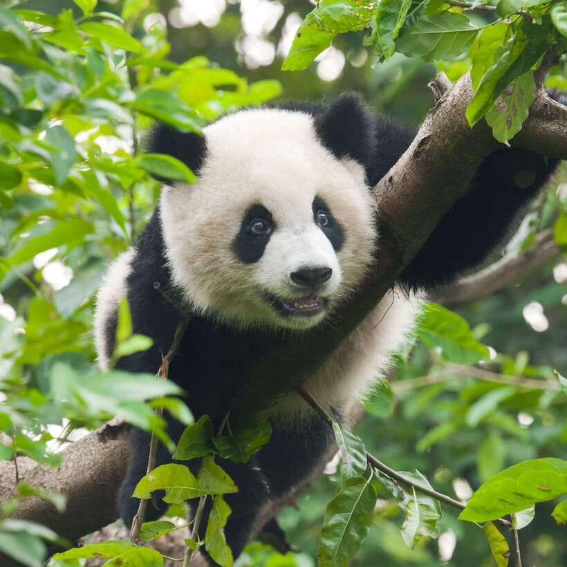 Private Tour: Discovering Pandas & the Majestic Giant Buddha - Should you book this panda and Buddha combo?