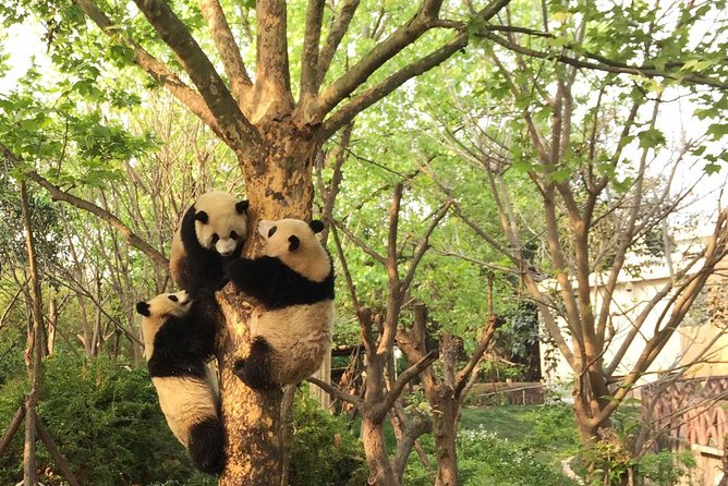 Private Tour of Chengdu Panda Center and Leshan Giant Buddha - Key highlights worth planning around