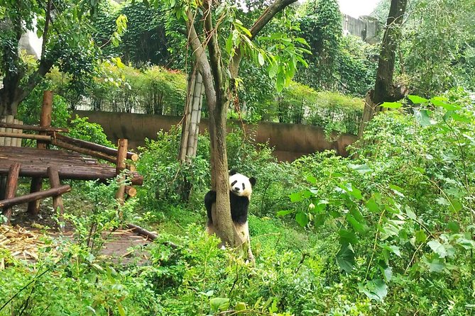 Private Tour of Chengdu Panda Center and Leshan Giant Buddha - The trip to Leshan: long enough to matter, short enough to stay comfortable