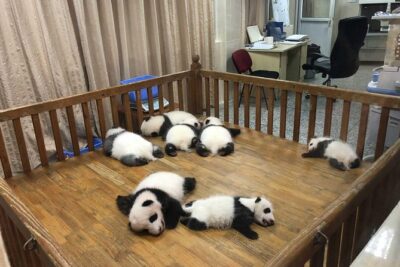 Private Tour of Chengdu Panda Center and Leshan Giant Buddha - Morning at Chengdu Panda Research Base: when panda energy is up