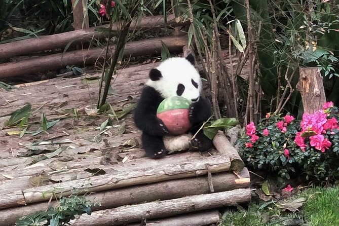 Private Tour of Chengdu Panda Center and Leshan Giant Buddha - Lunch in Leshan: plan it, don’t rush it