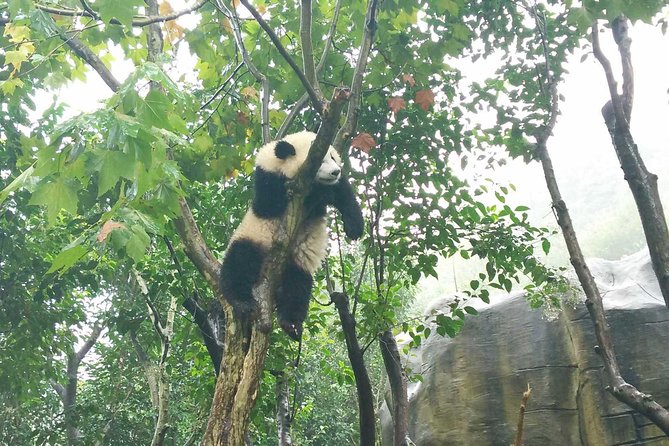 Private Tour of Chengdu Panda Center and Leshan Giant Buddha - Leshan Giant Buddha (Da Fo): UNESCO views and your best strategy