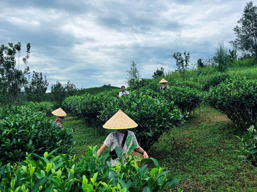 Puer Tea Picking and Tasting | 6 Hour Morning Trip - Key Highlights You’ll Feel Immediately