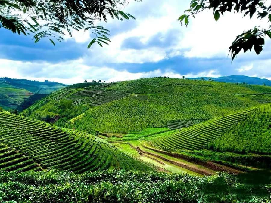 Puer Tea Picking and Tasting | 6 Hour Morning Trip - Pu’er Tea Picking Near Pu’er: The Real Advantage Is Hands-On