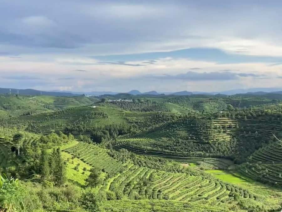Puer Tea Picking and Tasting | 6 Hour Morning Trip - The Plantation Walk: Learning What Makes a Good Leaf