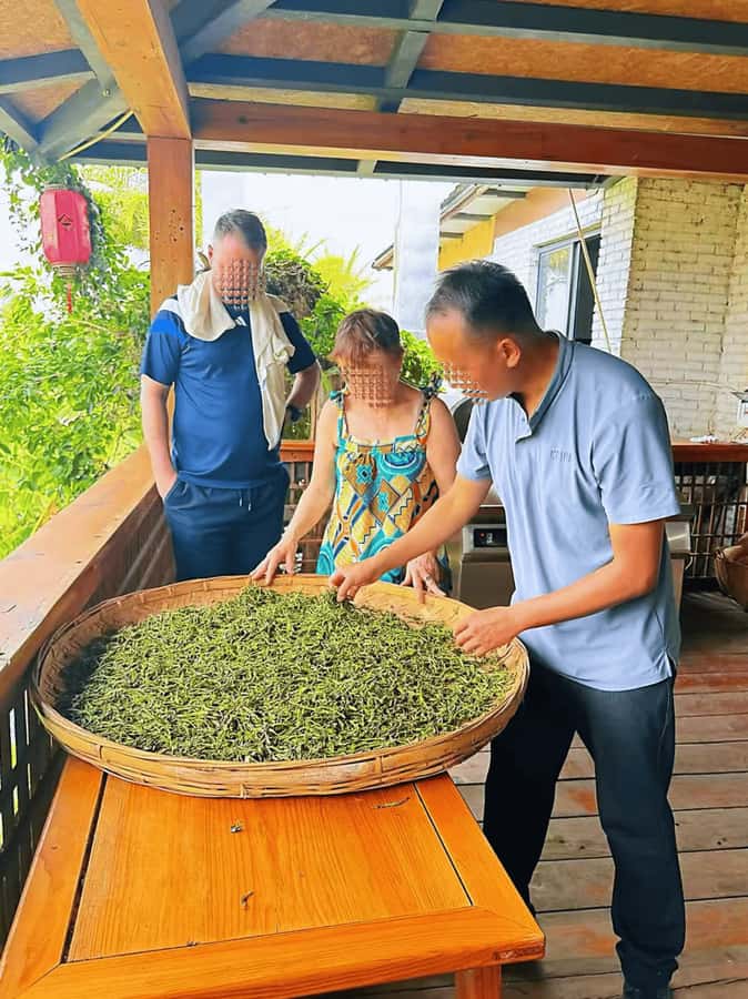 Puer Tea Picking and Tasting | 6 Hour Morning Trip - Seeing Pu’er Processing at the Farm: From Fresh Leaves to Tea You Can Taste