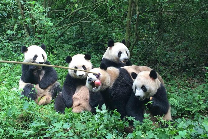 Sanxingdui Museum+Chengdu Panda Base or Jinsha Site Tour - FAQ