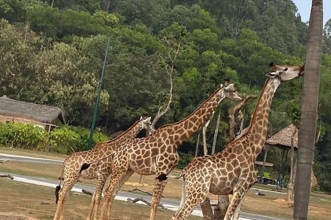 See Panda Guangzhou Chimelong Safari Park and Circus Private Tour - Key Points You’ll Care About