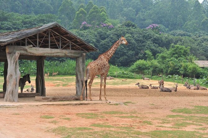 See Panda Guangzhou Chimelong Safari Park and Circus Private Tour - The Value of Hotel Pickup in Guangzhou