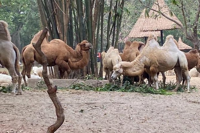 See Panda Guangzhou Chimelong Safari Park and Circus Private Tour - What to Expect During the Safari Park Portion