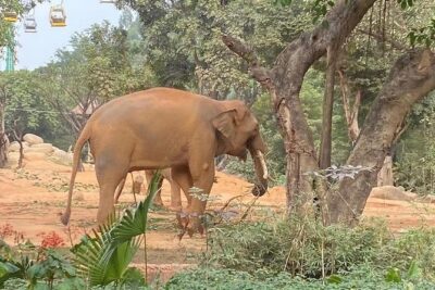 See Panda Guangzhou Chimelong Safari Park and Circus Private Tour - Chimelong Safari Park: The Main Stop (And Why the Route Matters)