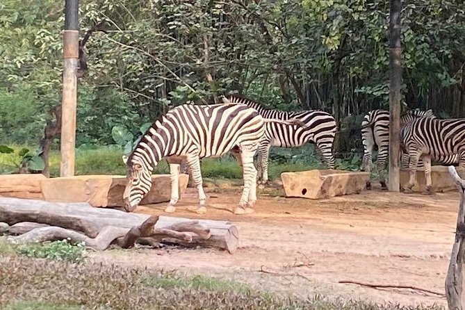 See Panda Guangzhou Chimelong Safari Park and Circus Private Tour - Lunch and Dinner: Budgeting Without Stress