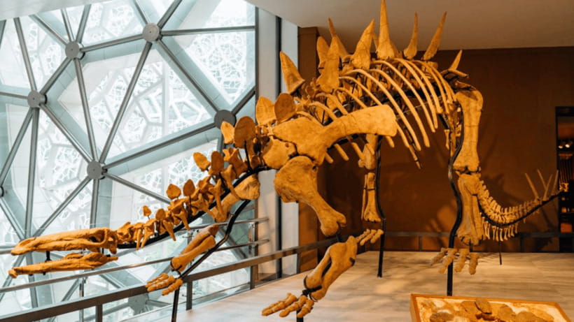 Shanghai: Natural History Museum Admission entry ticket - Guided services in Chinese: helpful, but plan around it