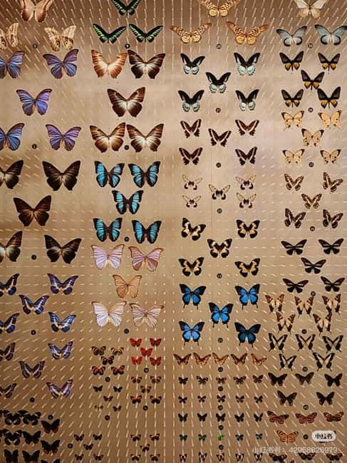 Shanghai: Natural Museum tickets with guide(optional) - 10 Themed Exhibition Areas: Your Best Self-Guided Route