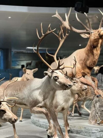 Shanghai: Natural Museum tickets with guide(optional) - Five Theaters Plus the 300-Square-Meter Live Breeding Area