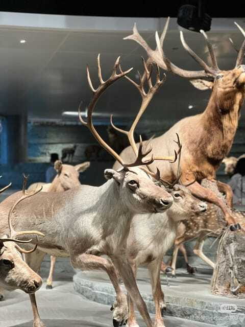 Shanghai: Natural Museum tickets with guide(optional) - Optional English Guide: When It’s Worth It and When It Isn’t