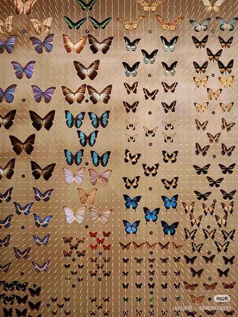 Shanghai: Natural Museum tickets with guide(optional) - Price and Value for a One-Day Museum Ticket