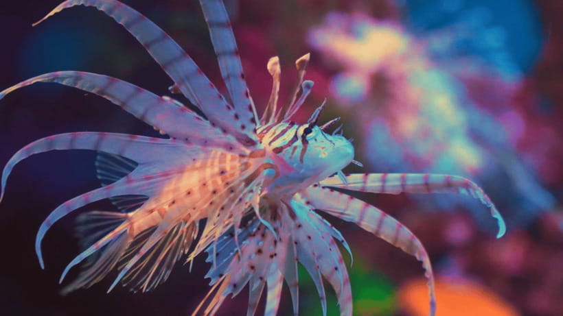 Shanghai: The Marine Wonders at Shanghai Ocean Aquarium - Conservation and sustainability exhibits: the learning that doesn’t feel preachy