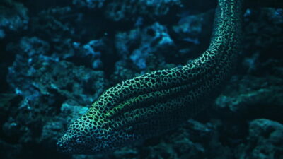 Shanghai: The Marine Wonders at Shanghai Ocean Aquarium - The themed zones: how the visit stays interesting beyond the wow