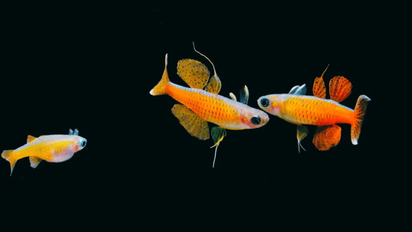 Shanghai: The Marine Wonders at Shanghai Ocean Aquarium - A practical walkthrough of how your day can flow