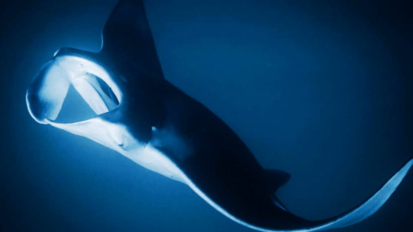 Shanghai: The Marine Wonders at Shanghai Ocean Aquarium - Price and value: is $38 worth it?