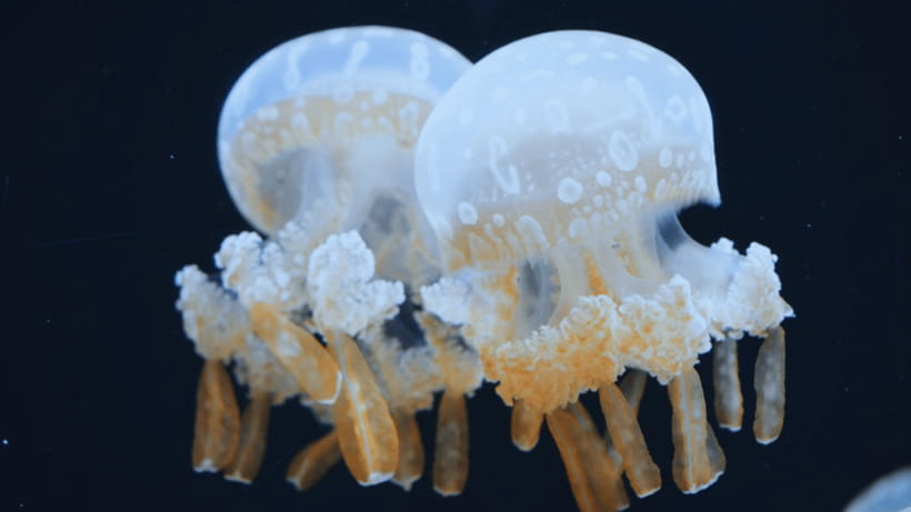 Shanghai: The Marine Wonders at Shanghai Ocean Aquarium - The logistics you should not ignore before you go