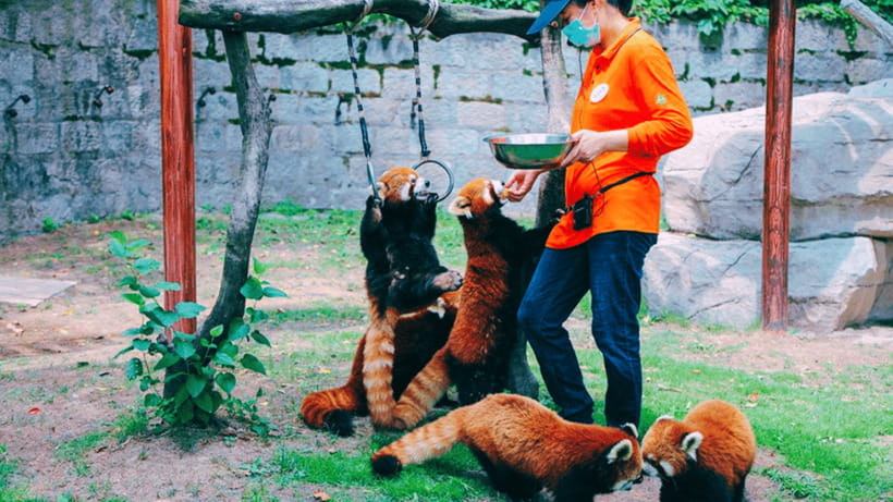 Shanghai: Wild Animal Park Ticket - Key highlights to know before you go