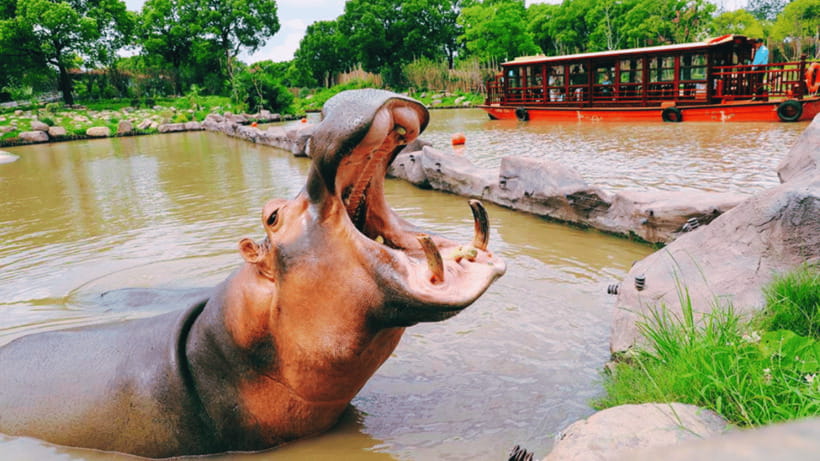 Shanghai: Wild Animal Park Ticket - Shanghai Wild Animal Park: a one-day plan that actually works