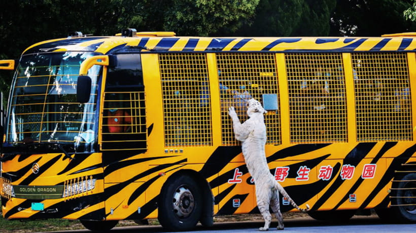 Shanghai: Wild Animal Park Ticket - Getting to the safari: bus tour vs self-drive (and why your choice matters)