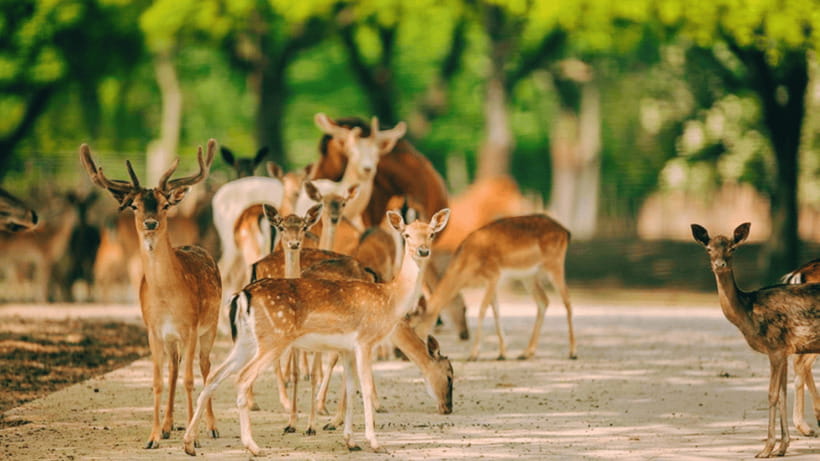Shanghai: Wild Animal Park Ticket - Seeing pandas, giraffes, and more: your zoo time