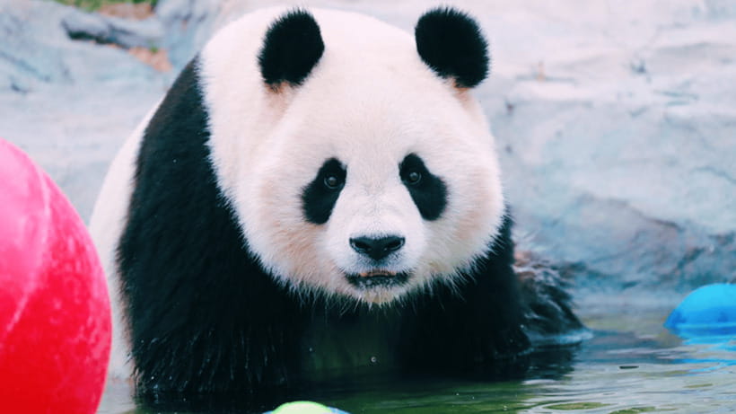 Shanghai: Wild Animal Park Ticket - Animal shows and conservation education: why this isn’t just entertainment
