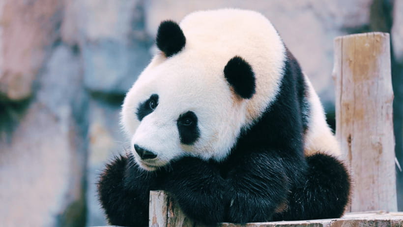 Shanghai: Wild Animal Park Ticket - Entering the park: what to have ready and what to expect