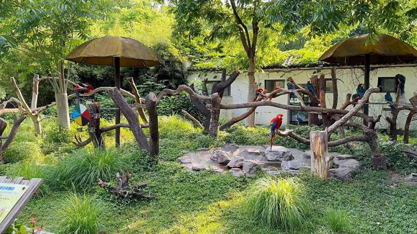 Shanghai: Zoo and Zhujiajiao Water Town Tour with Boat Ride - Key highlights you’ll actually care about