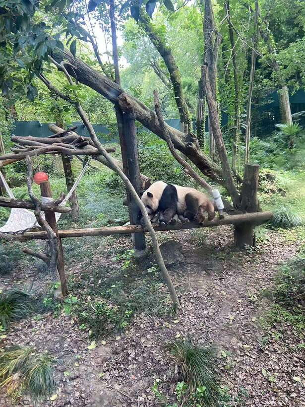 Shanghai: Zoo and Zhujiajiao Water Town Tour with Boat Ride - Water markets and shopping: souvenirs, crafts, and snack-friendly streets