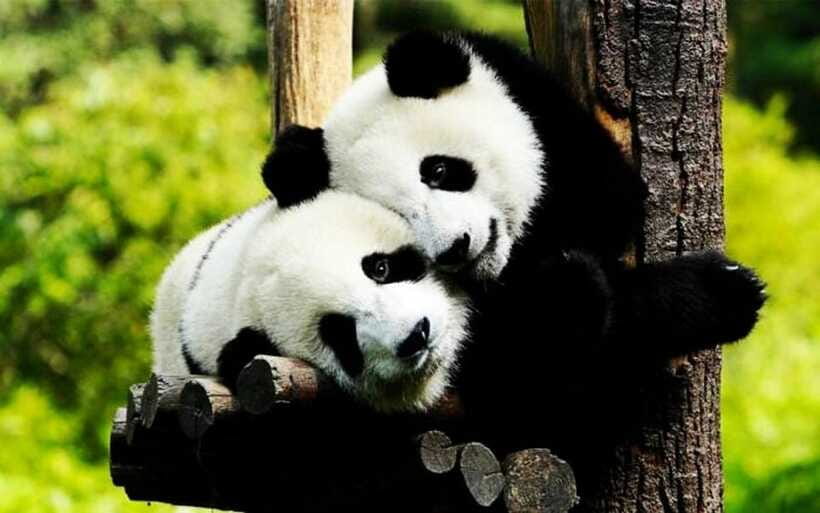 Shanghai: Zoo and Zhujiajiao Water Town Tour with Boat Ride - Timing and pacing: a 7-hour day that keeps its energy