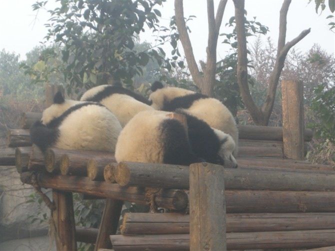 Sichuan: Big Panda Volunteer Day tour - Keeper Assigns the Tasks: Cleaning and Food Prep That Actually Help