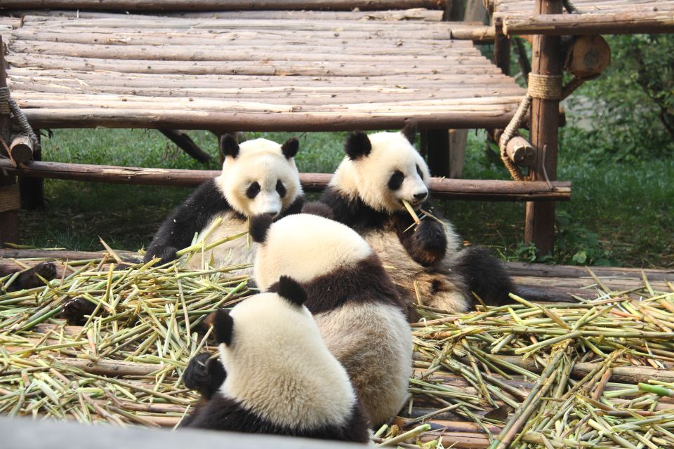 Sichuan: Big Panda Volunteer Day tour - Observing Panda Behaviour Research at Multiple Times During the Day