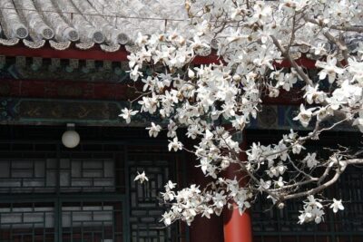 Summer Palace Ticket with optional Guided Tour - What you actually get: guided or ticket-only