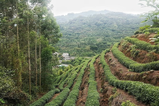 Tea Village in lost Town and Buddha 1 day tour - From Chengdu at 8:00: how the day really moves