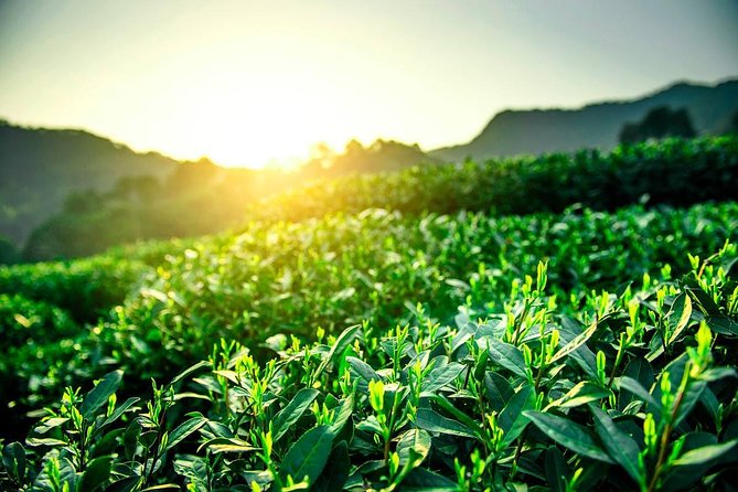 Unveil the Charm of Hangzhou - Half-Day Sightseeing Tour - Should You Book This Half-Day Hangzhou Tour?