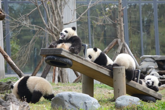 Wolong Panda Base Private Day Tour Optional Volunteering - Key highlights I’d pencil into your plan