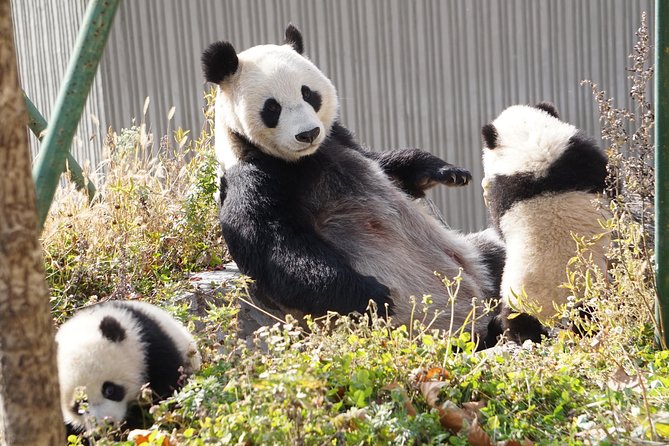 Wolong Panda Base Private Day Tour Optional Volunteering - Entering Wolong Panda Base at 9:10am: your best window for panda viewing
